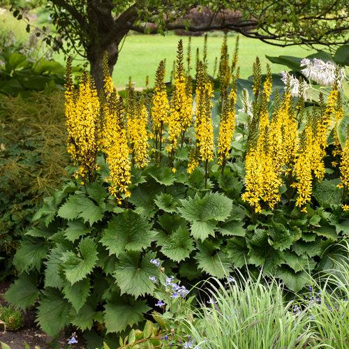 Ligularia - Bottle Rocket Leopard Plant