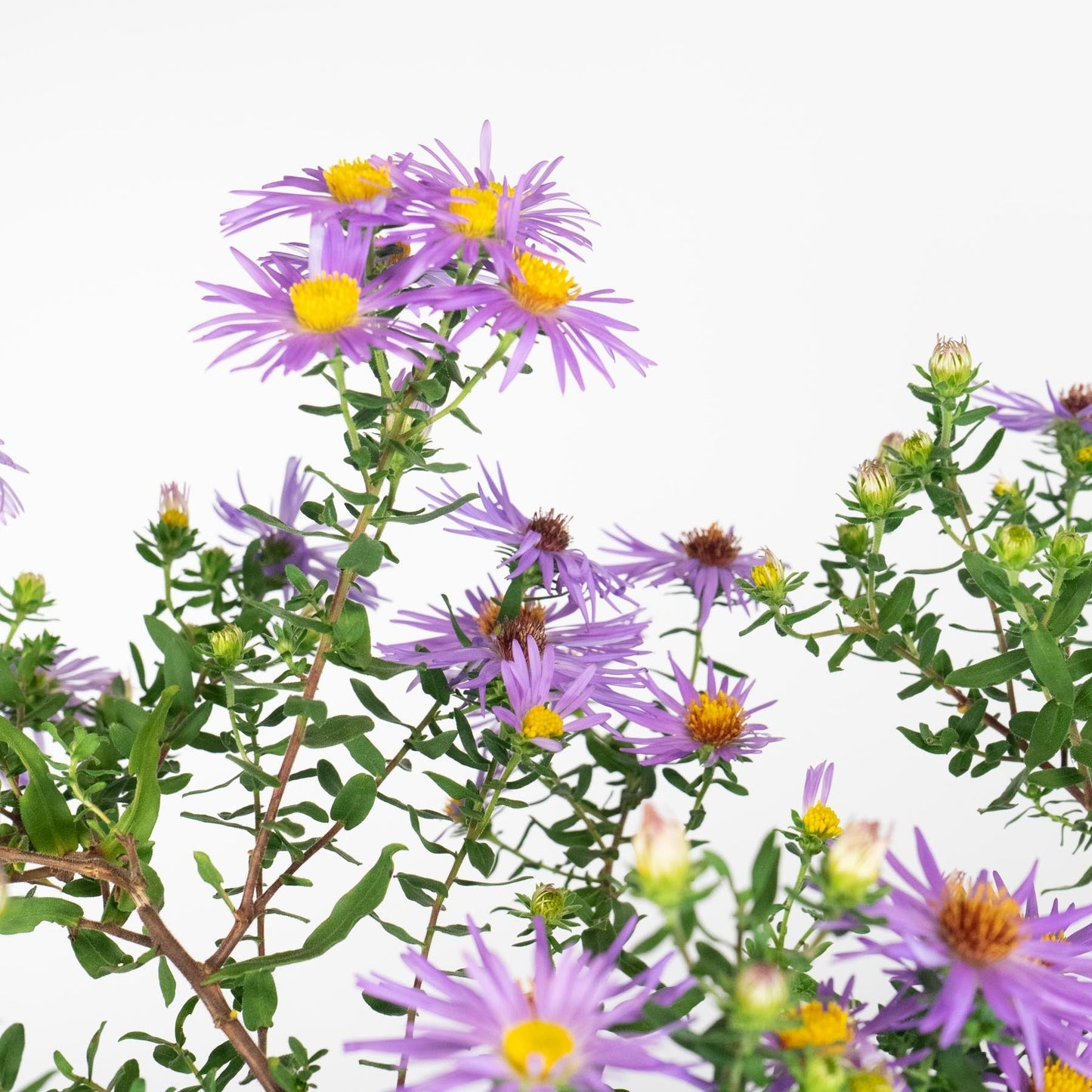 Aster oblongifolius - Raydon's Favorite Aromatic Aster