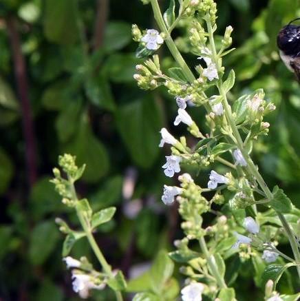 Calamintha nepeta - White Cloud Calamint