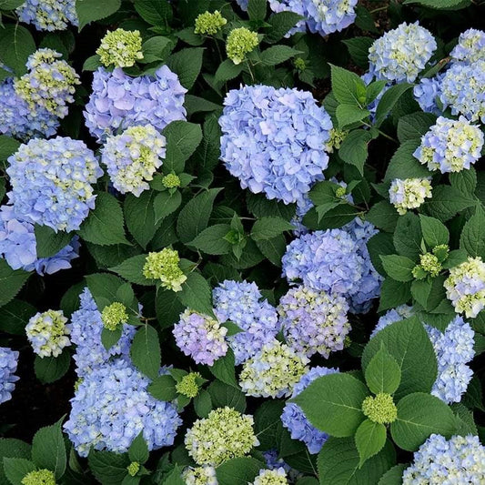 Hydrangea macrophylla - Azure Skies™ Hydrangea