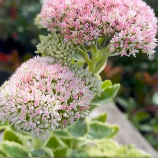 Sedum - Frosted Fire Stonecrop