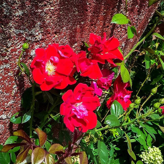 Rosa - Red Streamer™ Rose