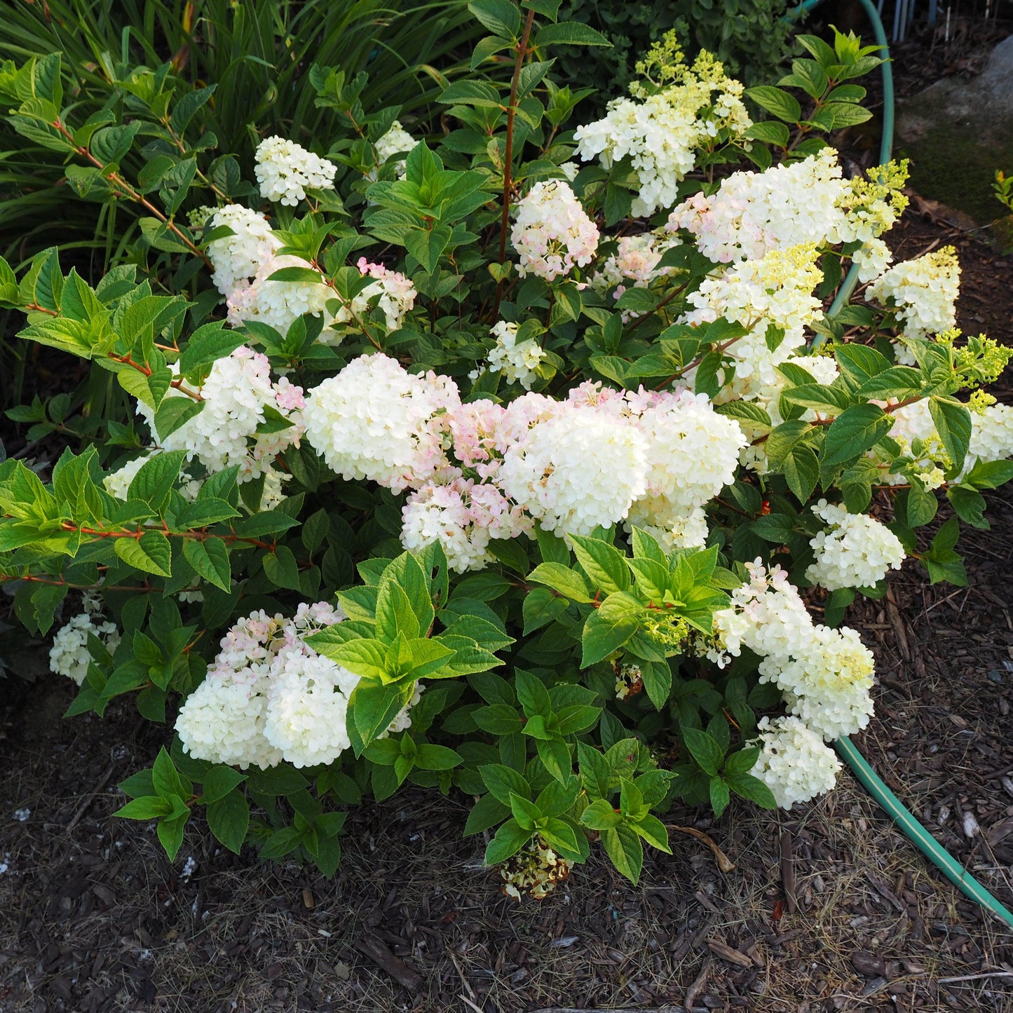 Hydrangea paniculata - First Editions® Strawberry Sundae® Hydrangea