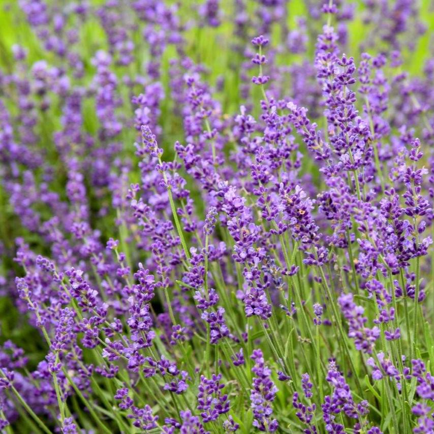 Lavandula  - Imperial Gem Lavender