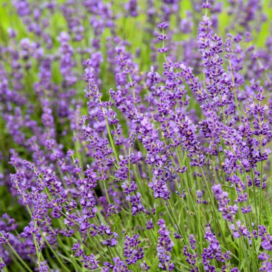 Lavandula  - Imperial Gem Lavender
