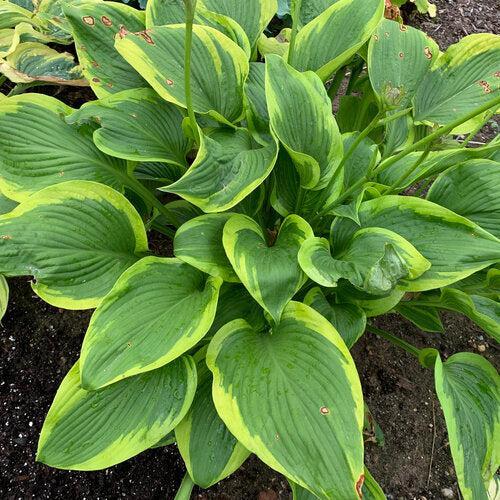 Hosta - PW® Shadowland® Lone Star Hosta
