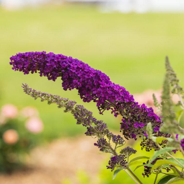 Buddleia davidii - First Editions® Groovy Grape™ Butterfly Bush