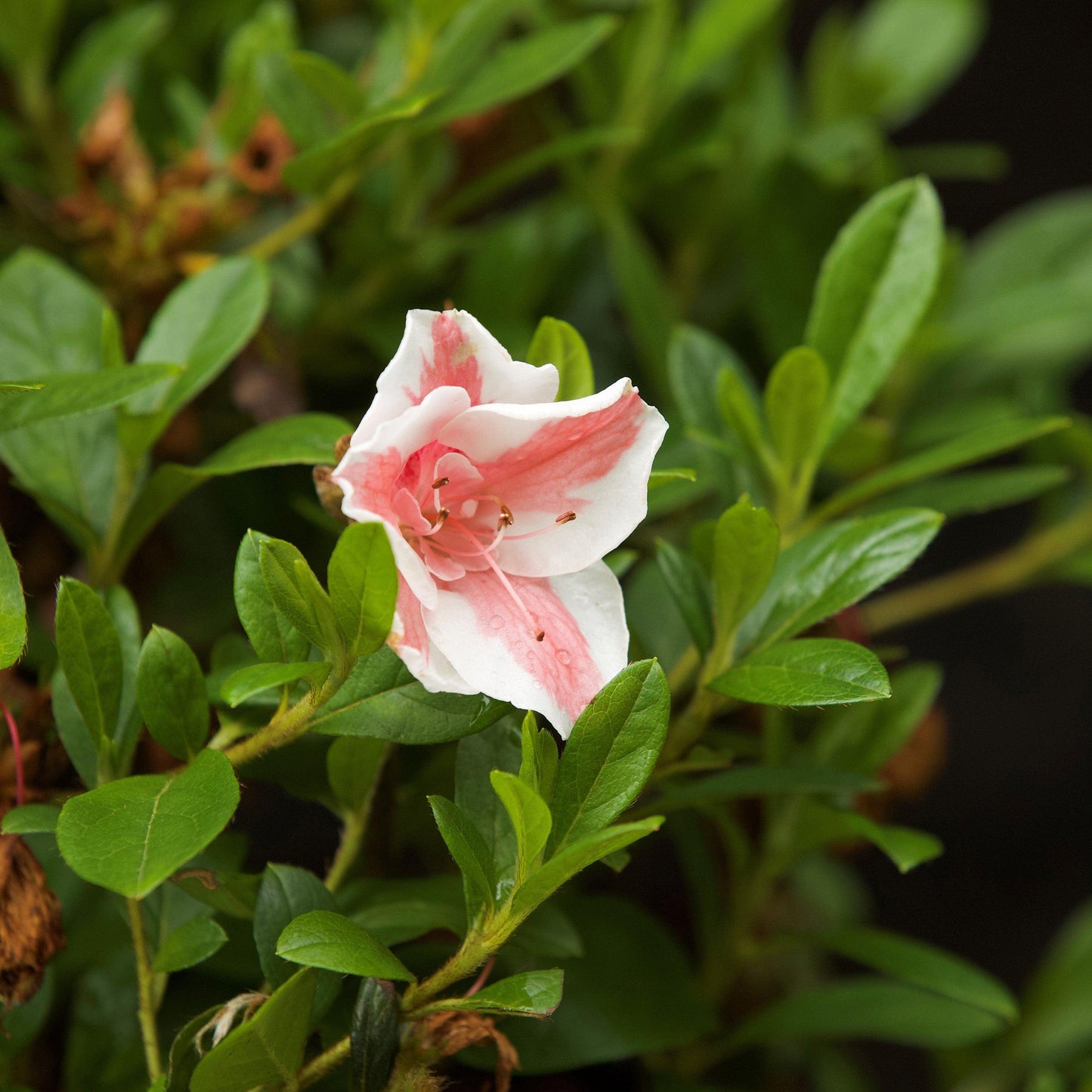 Encore® Autumn Starburst™ Azalea