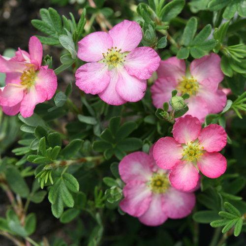Potentilla fruticosa - PW® Happy Face Hearts® Potentilla