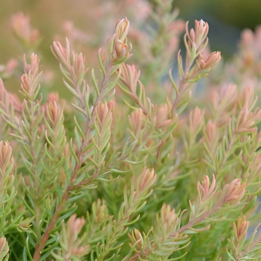Thuja occidentalis  - Fire Chief™ Globe Arborvitae