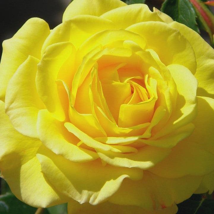Rosa - True Joy Rose