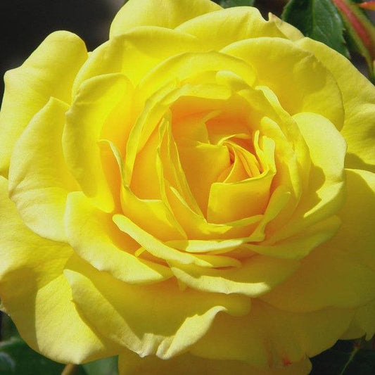 Rosa - True Joy Rose
