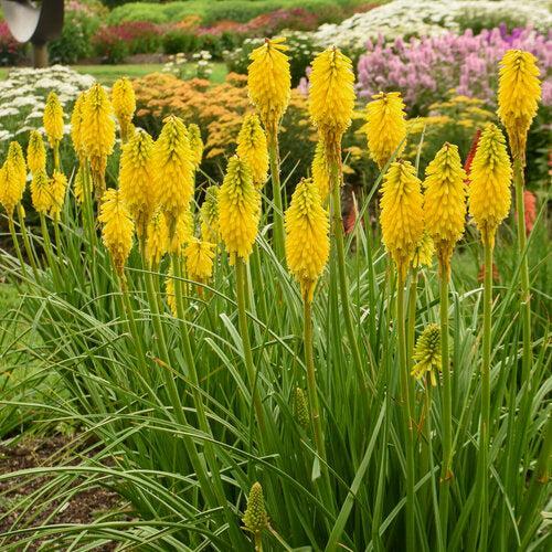 Kniphofia - PW® Pyromania® Solar Flare Red Hot Poker