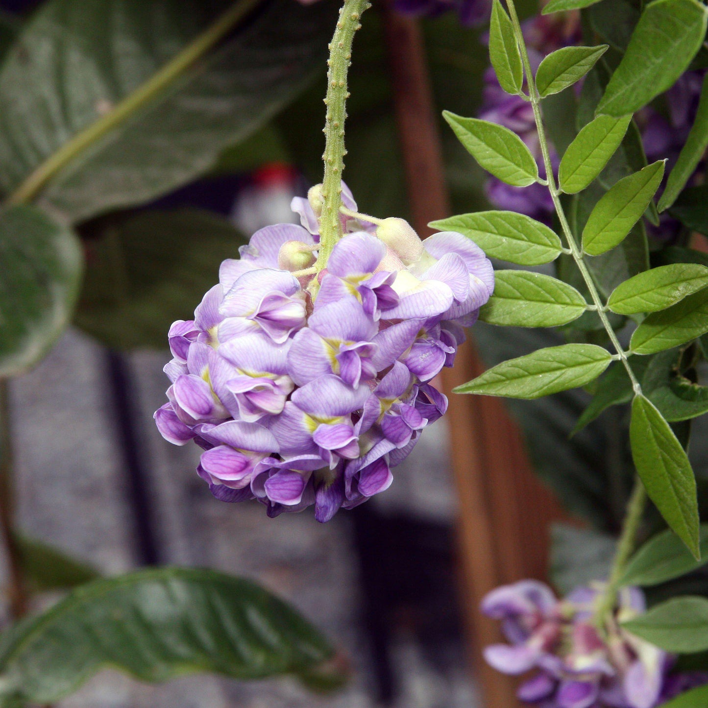 Wisteria frutescens - Amethyst Falls Wisteria
