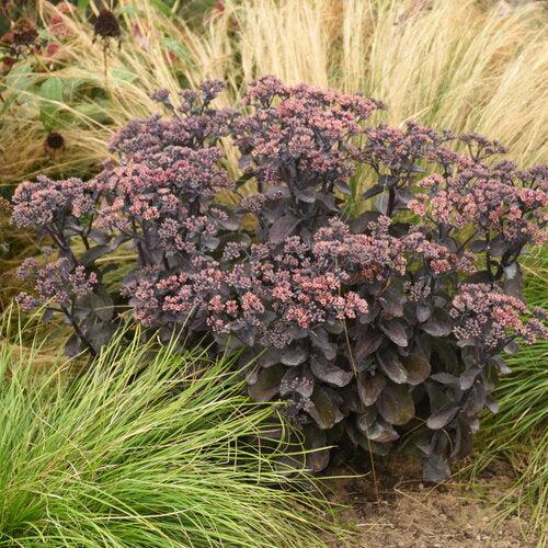 Sedum - Rock 'N Grow® Back In Black Stonecrop
