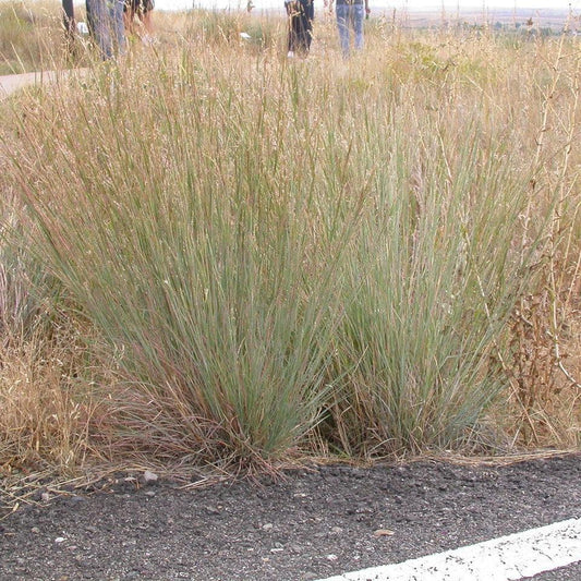 Schizachyrium scoparium - Ha Ha Tonka Little Bluestem