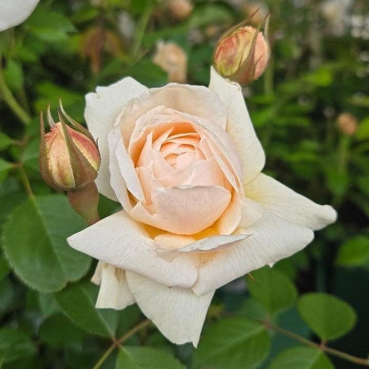 Rosa - Windermere Rose