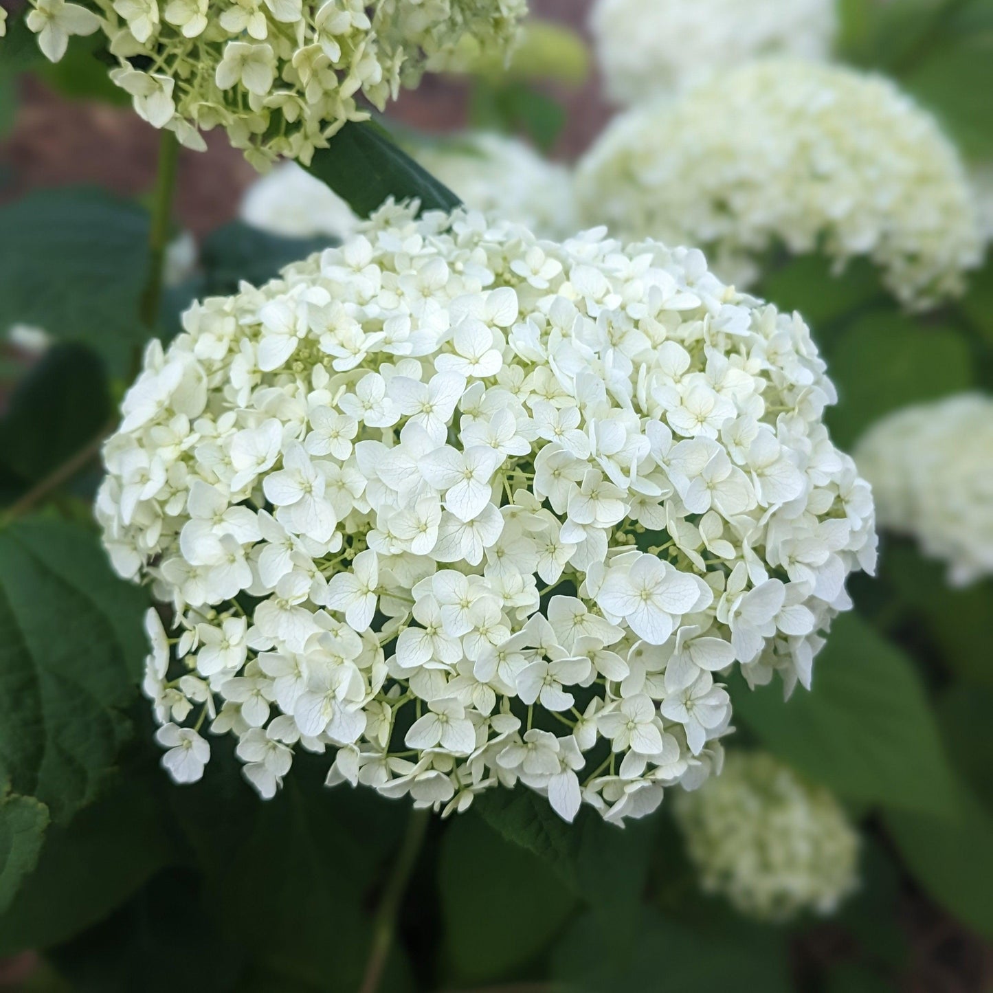 Hydrangea arborescens - Mophead Hydrangea, Annabelle Hydrangea