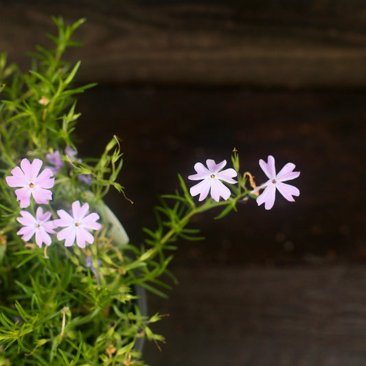 Phlox subulata - Emerald Blue Creeping Phlox