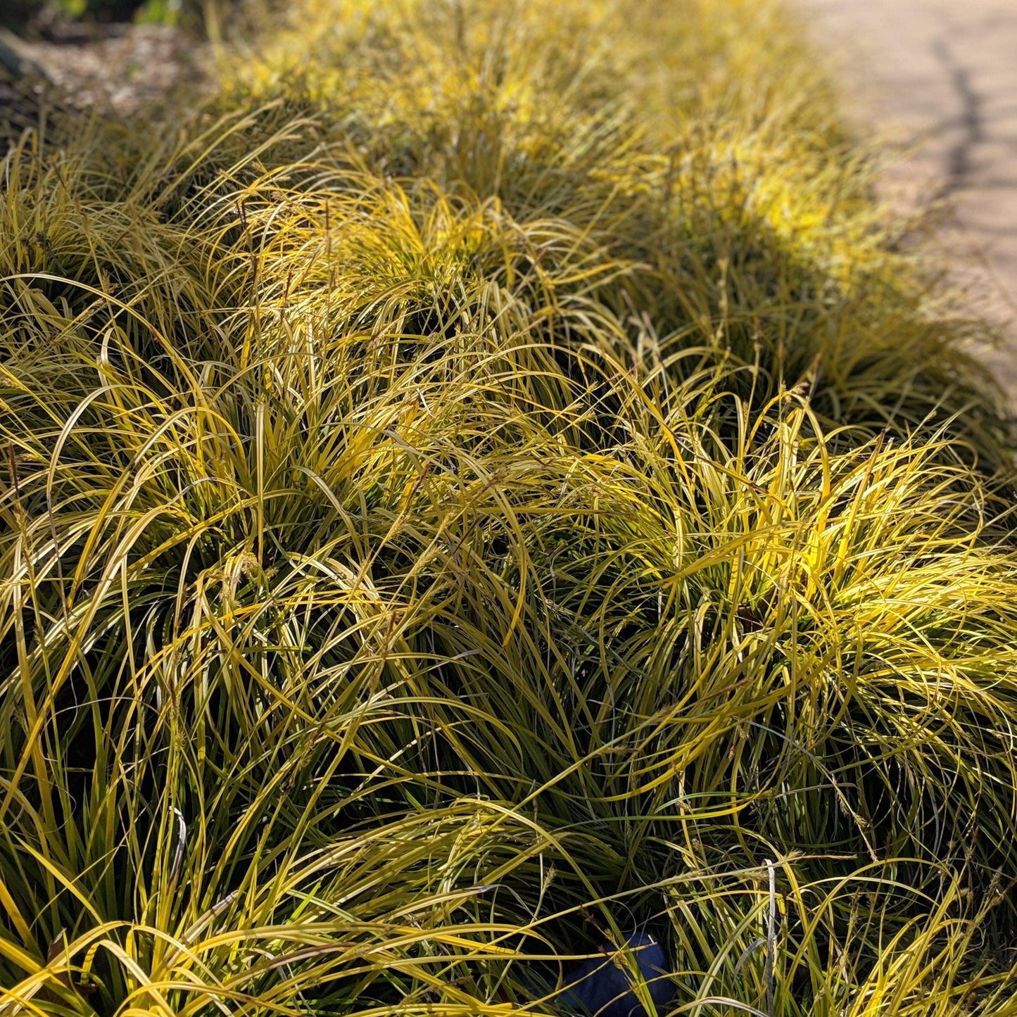 Carex oshimensis - EverColor® Everillo Sedge