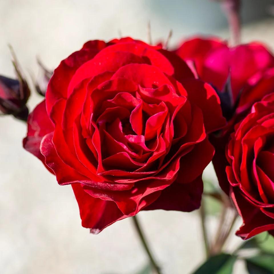 Rosa  - Europeana Rose