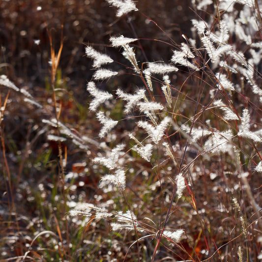 Andropogon ternarius - Black Mountain Bluestem