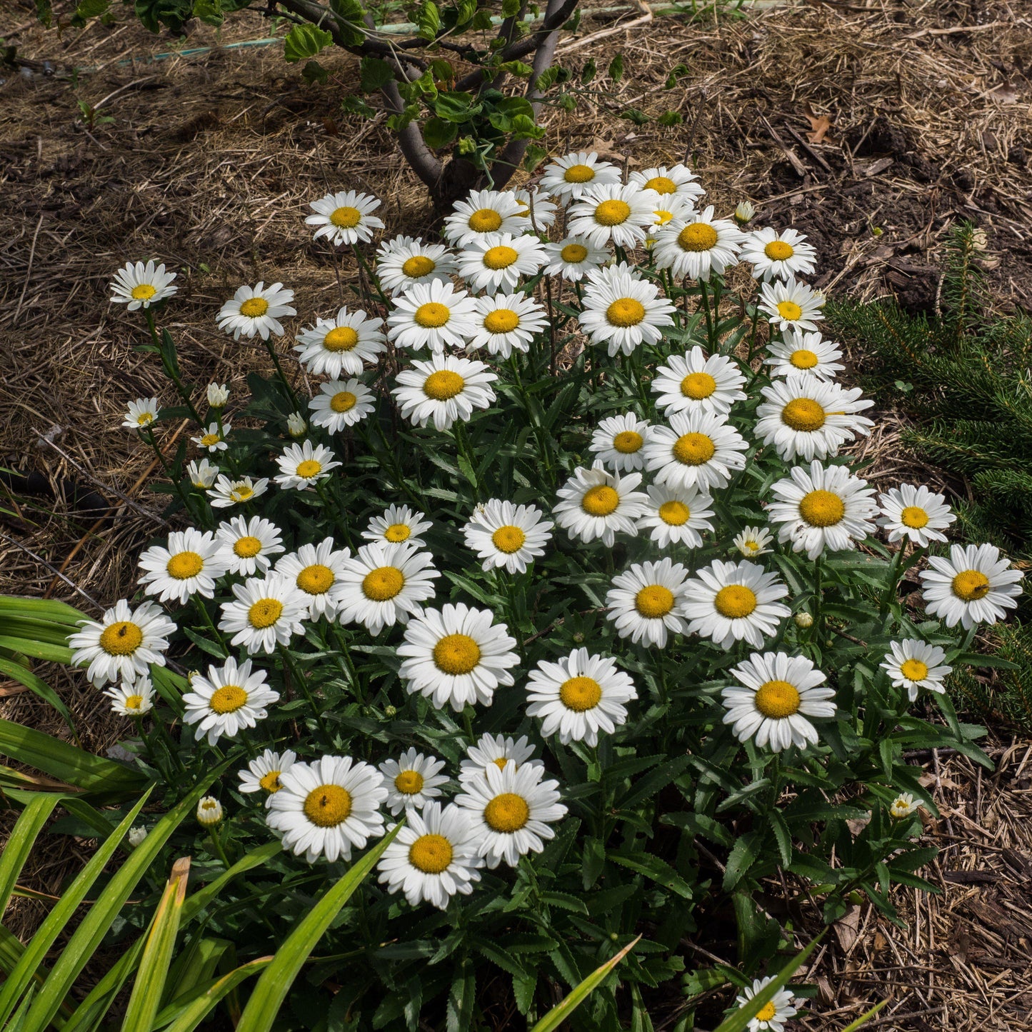 Leucanthemum x superbum - Snowcap Shasta Daisy