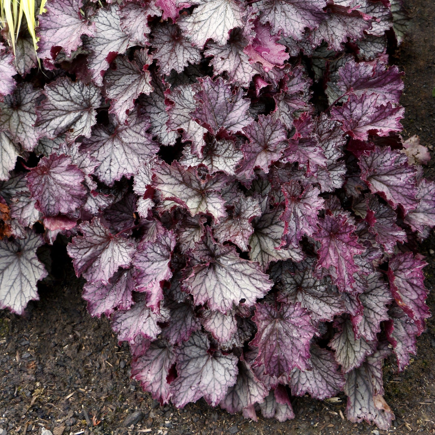 Heuchera x - Northern Exposure™ Purple Heuchera