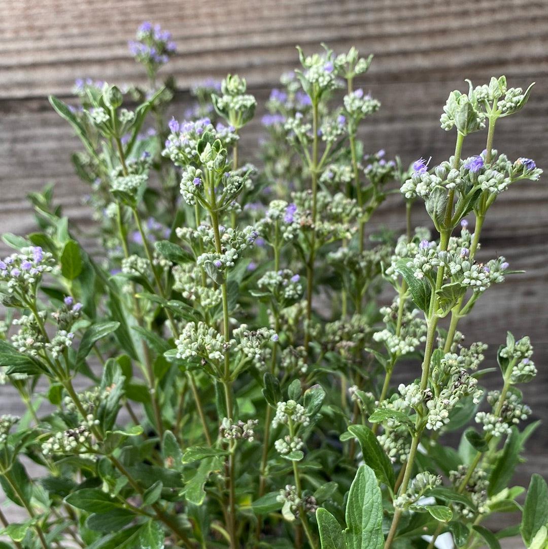 Caryopteris x clandonensis - Beyond Midnight® Bluebeard