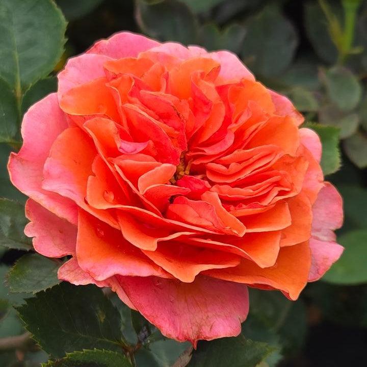 Rosa x - Showpiece™ Orange Rose