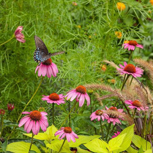 Echinacea - Color Coded® The Fuchsia is Bright Echinacea