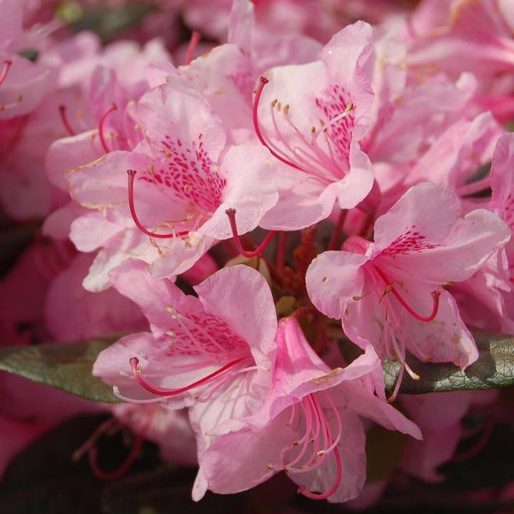 Rhododendron  - Aglo
