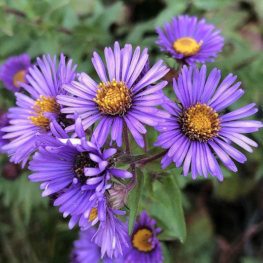 Aster novae-angliae - Kickin® Purple New England Aster