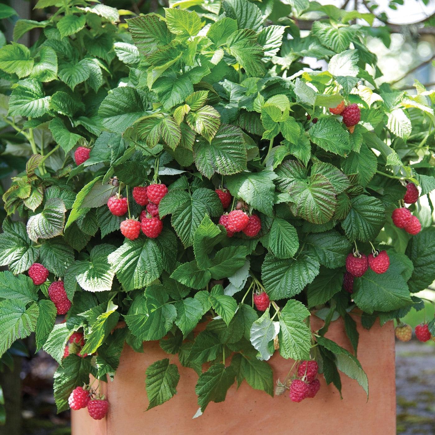 Rubus idaeus - Shortcake® Raspberry