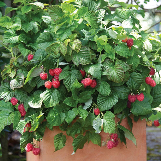 Rubus idaeus - Shortcake® Raspberry