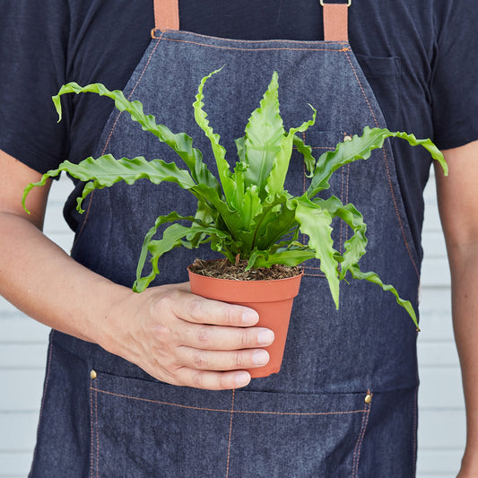 Bird‚Äôs Nest 'Victoria' Fern