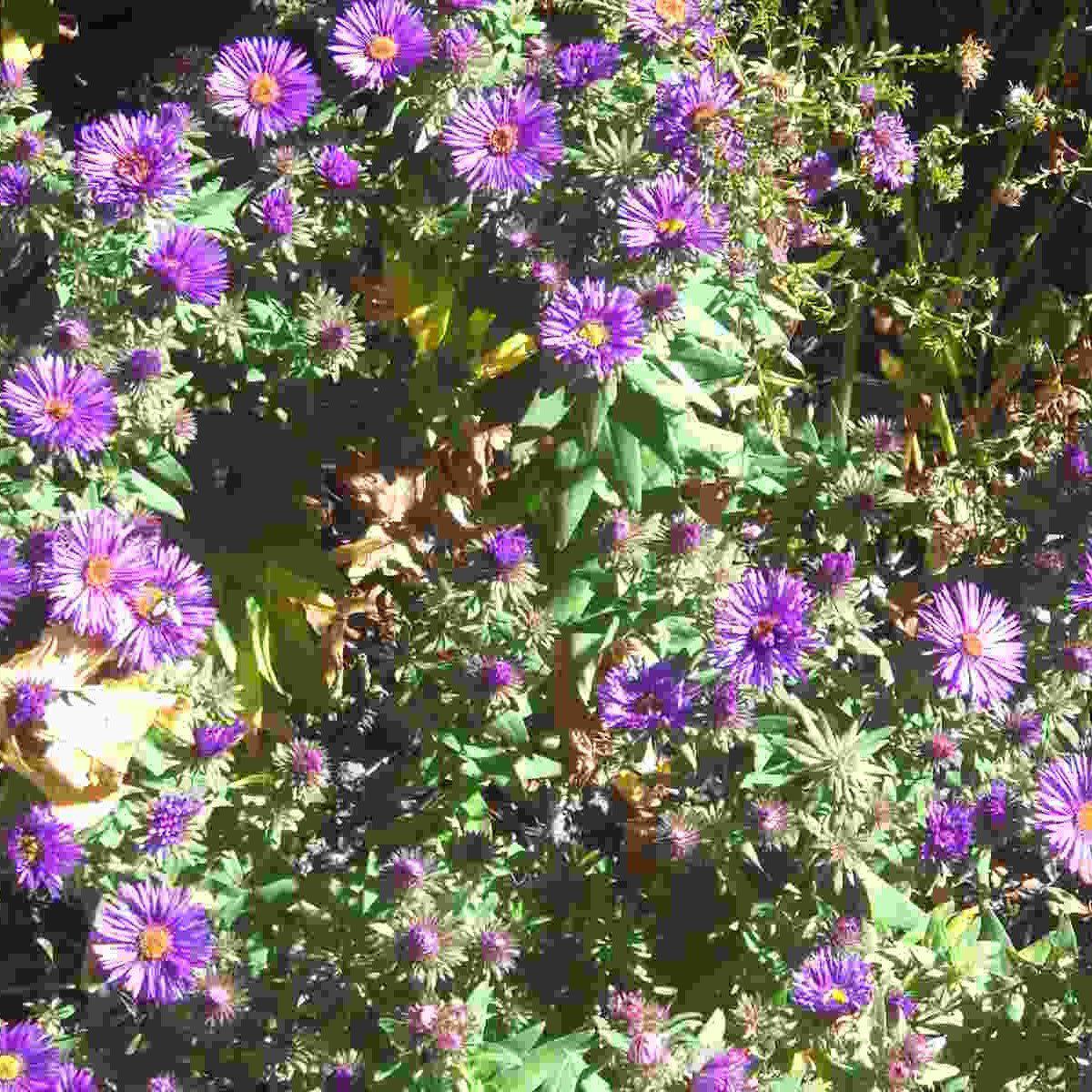 Aster novae-angliae - Grape Crush New England Aster