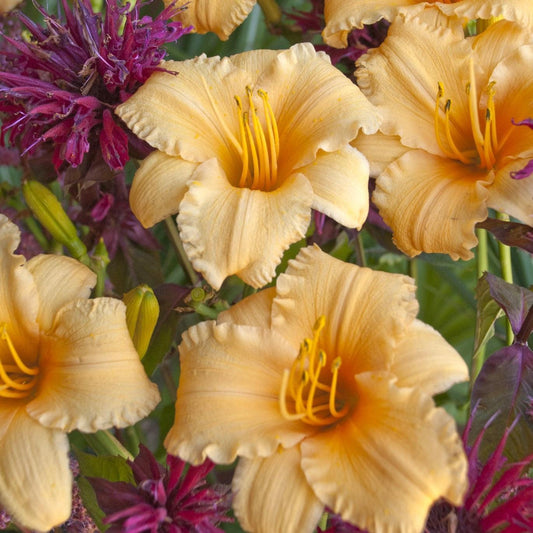Hemerocallis - Apricot Sparkles Daylily