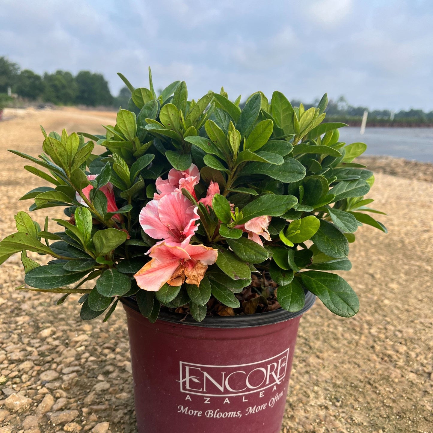 Encore® Autumn Sunburst™ Azalea