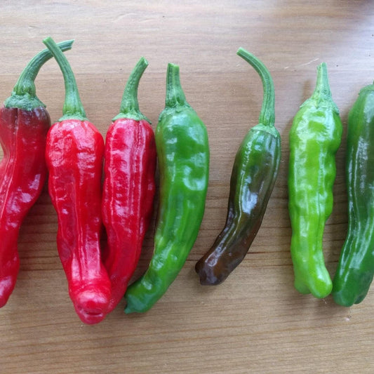 Capsicum annuum - Shishito Sweet Pepper