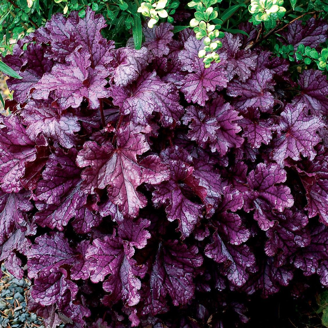 Heuchera x - Forever® Purple Coral Bells