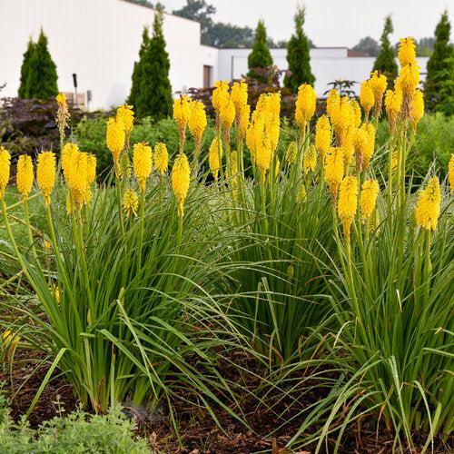 Kniphofia - PW® Pyromania® Solar Flare Red Hot Poker