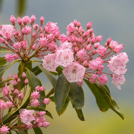 Kalmia latifolia - Tinkerbell Mountain Laurel