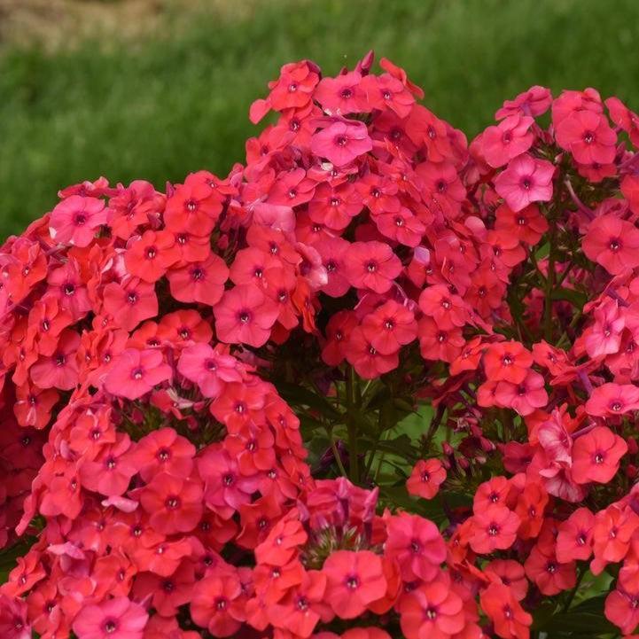 Phlox paniculata - Luminary® Sunset Coral Phlox