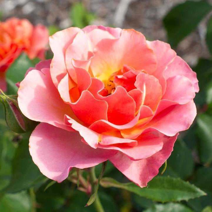 Rosa - Tequila® Supreme Rose