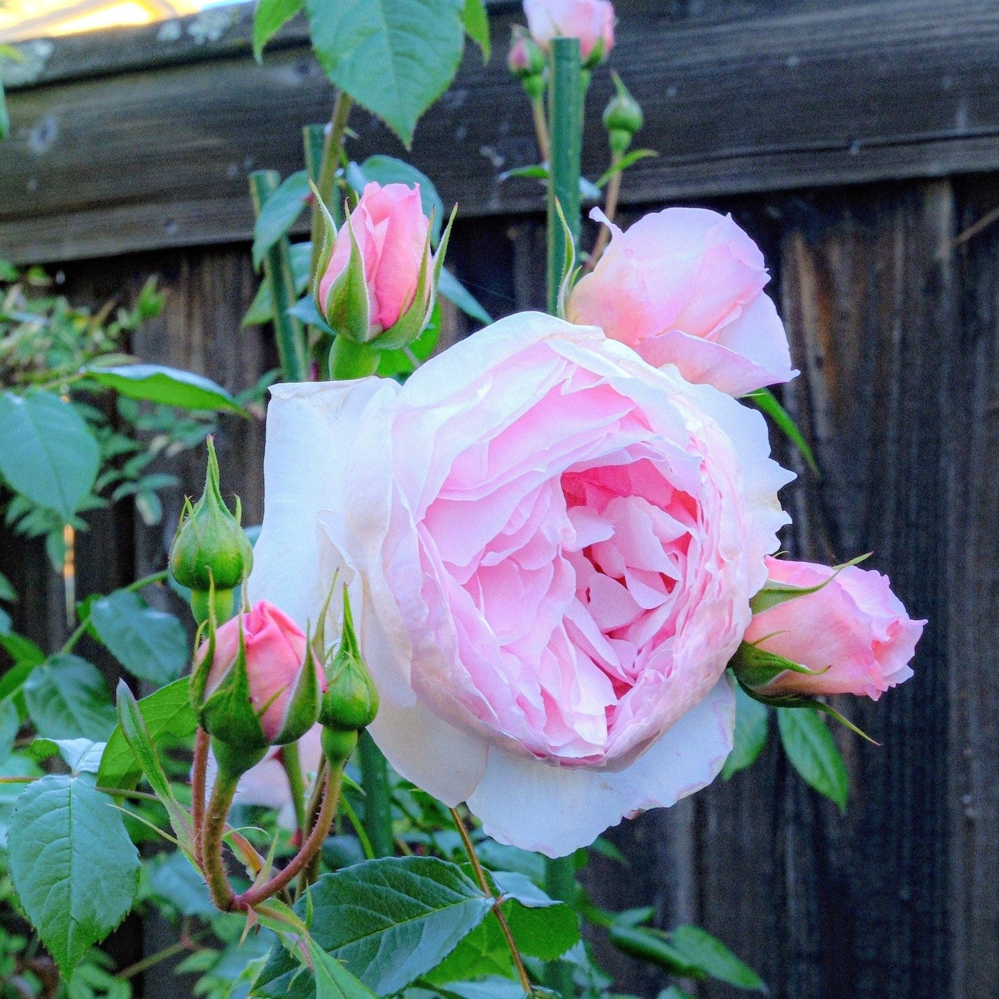 Rosa - The Wedgwood Climbing Rose