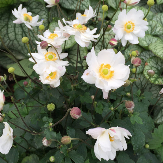 Anemone hupehensis - Fantasy™ Snow Angel Anemone