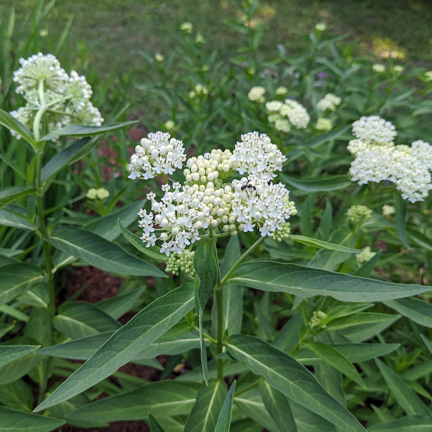 Asclepias incarnata - Ice Ballet Swamp Milkweed