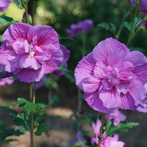 Hibiscus syriacus - Dark Lavender Chiffon® Rose of Sharon