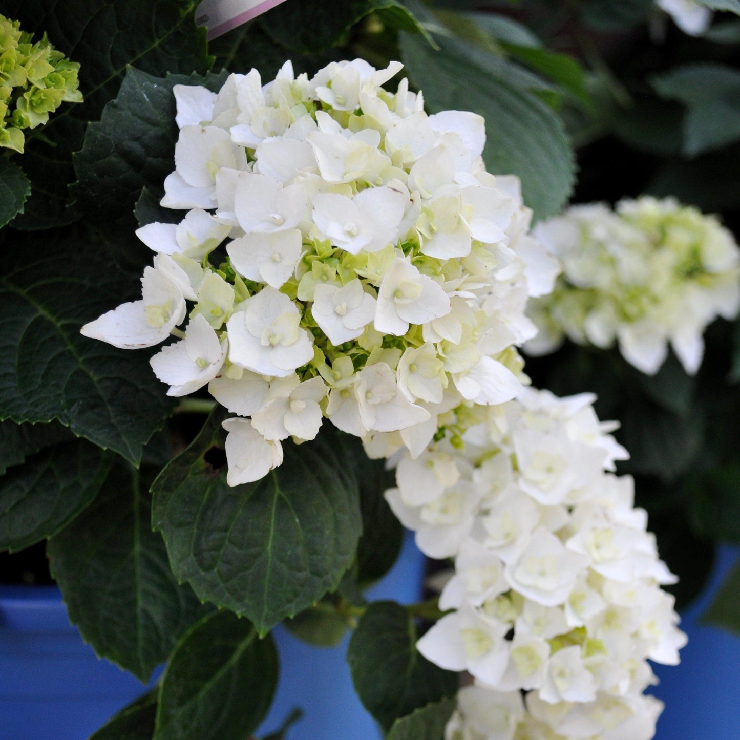 Hydrangea macrophylla - Endless Summer® Blushing Bride® Hydrangea